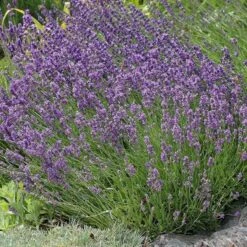 Buena Vista English Lavender -Plant Finder Shop lavandula buena vista lavender garden 2