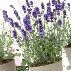 Hidcote Blue English Lavender 7 Hidcote Blue English Lavender -Plant Finder Shop lavandula hidcote lavender pot 1