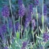 Mitcham Gray English Lavender -Plant Finder Shop lavandula mitcham gray 63116 9 2