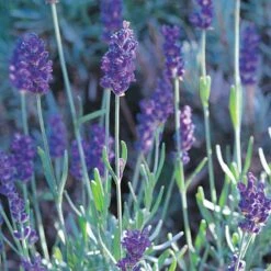Mitcham Gray English Lavender
