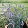 Sensational!™ Lavender 2 Sensational!™ Lavender -Plant Finder Shop lavandula sensational lavender