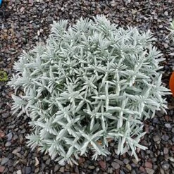 Sensational!™ Lavender -Plant Finder Shop lavandula sensational 1