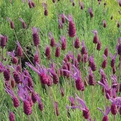 Purple Ribbon Spanish Lavender 6 Purple Ribbon Spanish Lavender -Plant Finder Shop lavandula stoechas pink ribbon spanish lavender