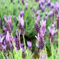 Purple Ribbon Spanish Lavender 7 Purple Ribbon Spanish Lavender -Plant Finder Shop lavandula stoechas purple ribbon spanish lavender flowers 1