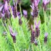 Purple Ribbon Spanish Lavender -Plant Finder Shop lavandula stoechas purple ribbon spanish lavendr