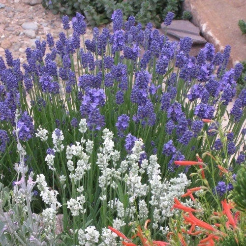 Thumbelina Leigh Dwarf English Lavender 3 Thumbelina Leigh Dwarf English Lavender - Image 2