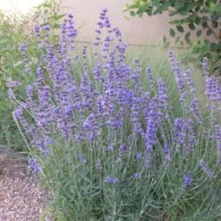 Plant Finder Shop -Plant Finder Shop lavandula angustifolia 63185 2 web 1