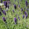 Hidcote Blue English Lavender 1 Hidcote Blue English Lavender -Plant Finder Shop lavandula angustifolia hidcote blue lavender enlgish blue cropped