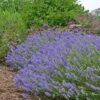 Blue Cushion English Lavender 2 Blue Cushion English Lavender -Plant Finder Shop lavandula blue cushion garden 10958 3