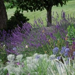 Sharon Roberts English Lavender -Plant Finder Shop lavandula sharon roberts 1