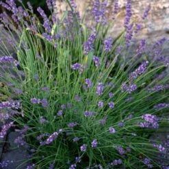Sharon Roberts English Lavender -Plant Finder Shop lavandula sharon roberts 1 1 1