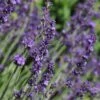 Sharon Roberts English Lavender -Plant Finder Shop lavandula sharon roberts with bee 1 1