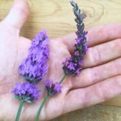Sensational!™ Lavender -Plant Finder Shop lavender phenomenal flower hand