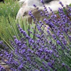 Sharon Roberts English Lavender -Plant Finder Shop lavender sharon roberts 1