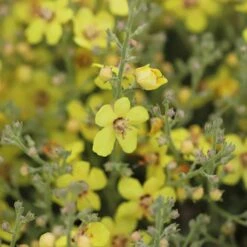 Letitia Flannel Plant (Verbascum) -Plant Finder Shop letitia flannel plant 2