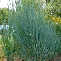 Great Basin Wildrye 9 Great Basin Wildrye -Plant Finder Shop leymus cinereus great basin wildrye