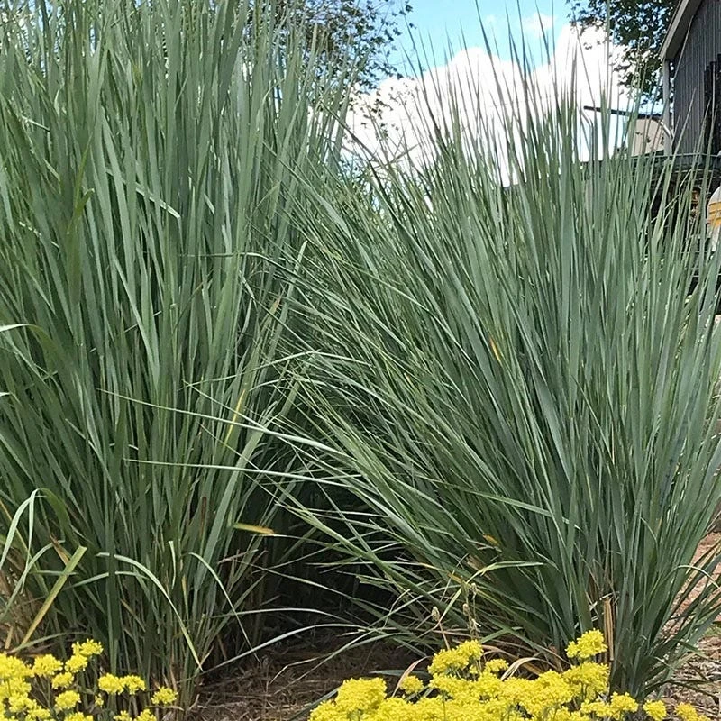 Great Basin Wildrye 5 Great Basin Wildrye - Image 3
