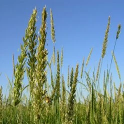 Great Basin Wildrye 11 Great Basin Wildrye -Plant Finder Shop leymus cinereus wwg 2