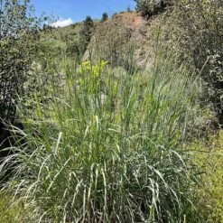 Great Basin Wildrye 12 Great Basin Wildrye -Plant Finder Shop leymus cinereus wwg 3