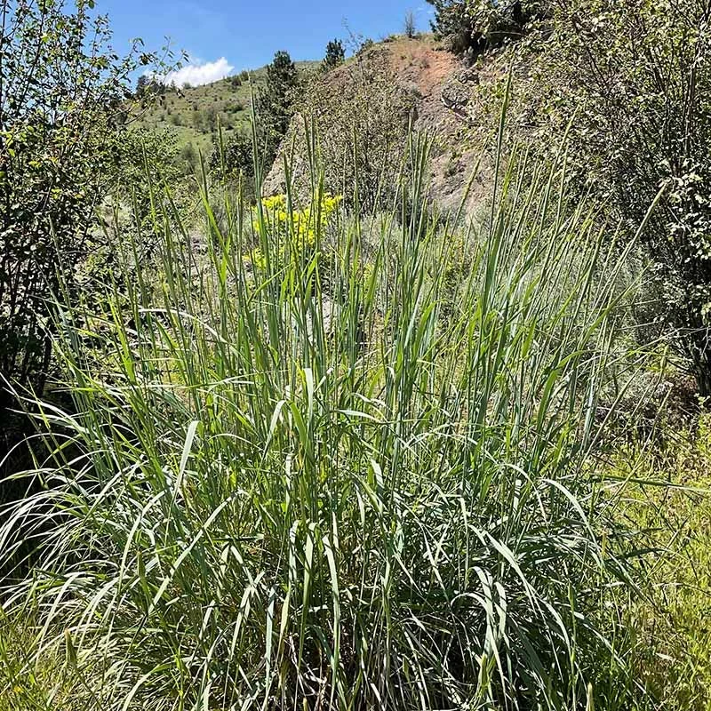 Great Basin Wildrye 7 Great Basin Wildrye - Image 5