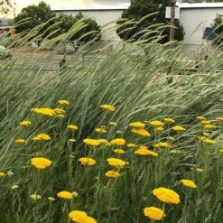 Great Basin Wildrye 13 Great Basin Wildrye -Plant Finder Shop leymus cinereus wwg 4