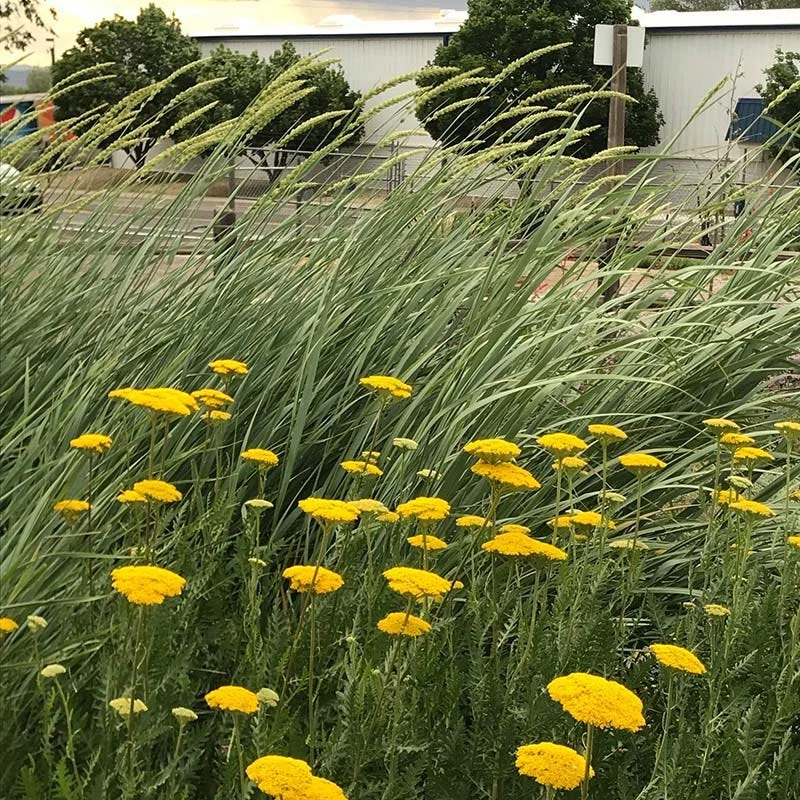 Great Basin Wildrye 8 Great Basin Wildrye - Image 6