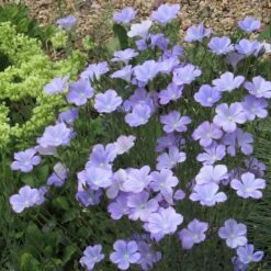 Spanish Blue Flax (Linum) -Plant Finder Shop linum narbonense 2