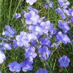 Spanish Blue Flax (Linum) -Plant Finder Shop linum narbonense spanish blue flax 1 cropped