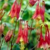Columbine Collection -Plant Finder Shop little lanters columbine cropped