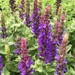 Little Night Salvia -Plant Finder Shop little night