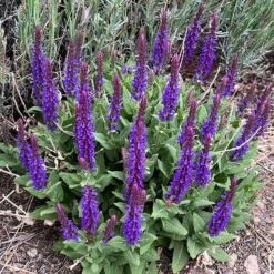 Little Night Salvia -Plant Finder Shop little night salvia hero