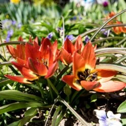 Little Princess Wildflower Tulip -Plant Finder Shop little princess wf tulip 2