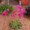 Little Raspberry Lewisia -Plant Finder Shop little raspberry lewisia 1