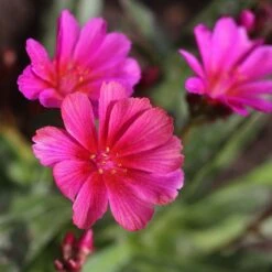 Little Raspberry Lewisia -Plant Finder Shop little raspberry lewisia hero