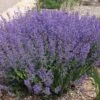 Little Trudy® Nepeta -Plant Finder Shop little trudy nepeta bush undaunted garden 1