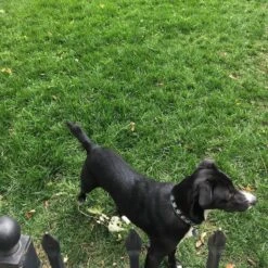 Low Work And Water Dwarf Fescue Grass Seed -Plant Finder Shop low ww dog cust photo