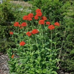 Maltese Cross (Silene) 7 Maltese Cross (Silene) -Plant Finder Shop lychnis chalcedonica 3