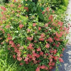 Major Wheeler Honeysuckle Vine 15 Major Wheeler Honeysuckle Vine -Plant Finder Shop major wheeler honeysuckle vine 2 1
