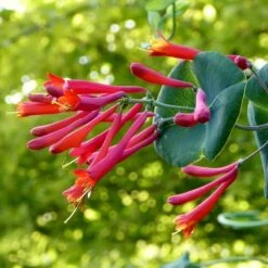 Major Wheeler Honeysuckle Vine 12 Major Wheeler Honeysuckle Vine -Plant Finder Shop major wheeler honeysuckle vine c
