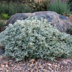 Silver Edged Horehound (Marrubium) -Plant Finder Shop marrubium rotundifolium david winger1 plant select cropped