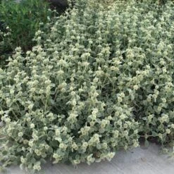 Silver Edged Horehound (Marrubium) -Plant Finder Shop marrubium rotundifolium silver edged horehound cindy jewell 3
