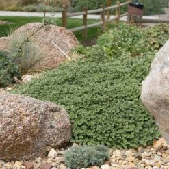 Silver Edged Horehound (Marrubium) -Plant Finder Shop marrubium rotundifolium plant select cropped