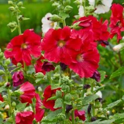 Mars Magic Single Hollyhock -Plant Finder Shop mars magic single hollyhock alcea rosea walters garden flowers