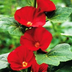 Mars Magic Single Hollyhock -Plant Finder Shop mars magic single hollyhock alcea mars magic