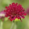 Mars Midget Pincushion Flower 2 Mars Midget Pincushion Flower -Plant Finder Shop mars midget pincushion flower knautia macedonica