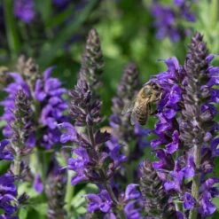 May Night Salvia 12 May Night Salvia -Plant Finder Shop may night savlia bee