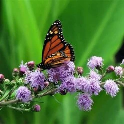 Summer Dreams Pre-Planned Garden -Plant Finder Shop meadow blazing star monarch on liatris ligulistylus 1