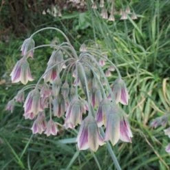 Mediterranean Bells -Plant Finder Shop mediterranean bells 3