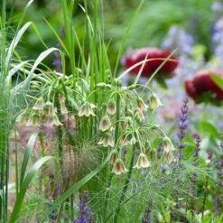 Mediterranean Bells -Plant Finder Shop mediterranean bells 5