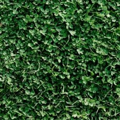 Microclover & Low-Water Lawn Seed Mix -Plant Finder Shop microclover grass